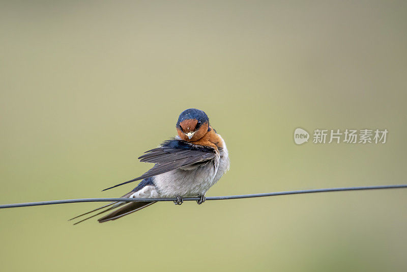 欢迎吞咽(Hirundo neoxena)